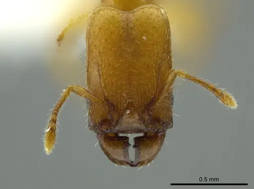 Pheidole christopherseni - CASENT0612252