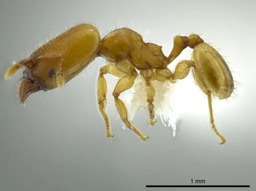 Pheidole christopherseni - CASENT0612252