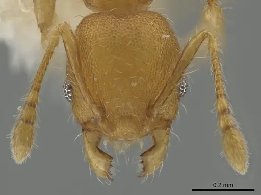 Pheidole christopherseni - CASENT0612255