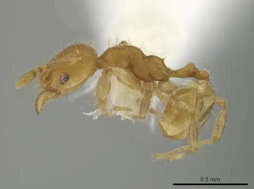 Pheidole christopherseni - CASENT0612255