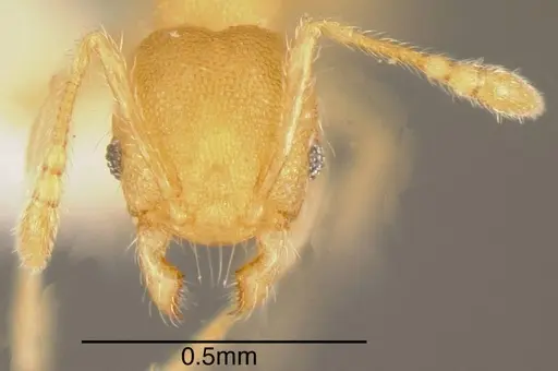 Pheidole christopherseni - CASENT0635454