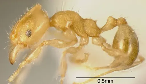 Pheidole christopherseni - CASENT0635454