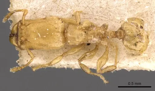 Pheidole christopherseni - CASENT0908258