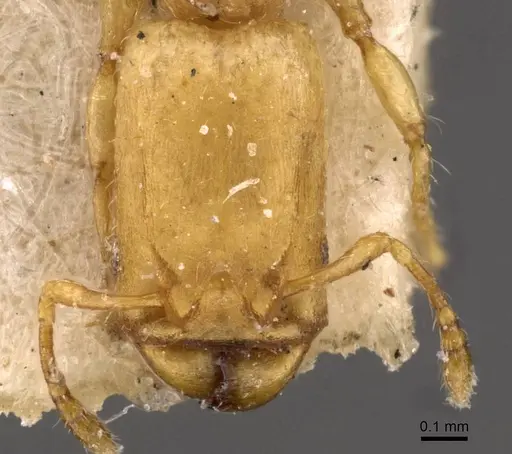 Pheidole christopherseni - CASENT0908258