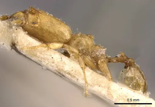 Pheidole christopherseni - CASENT0908258