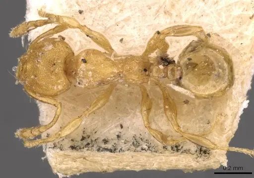 Pheidole christopherseni - CASENT0908259