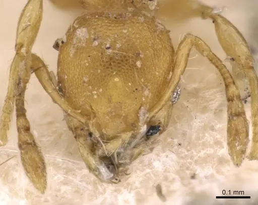 Pheidole christopherseni - CASENT0908259