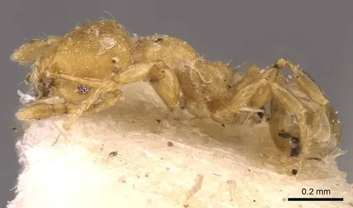 Pheidole christopherseni - CASENT0908259