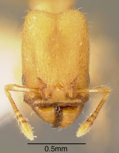 Pheidole christopherseni - INBIOCRI001237511