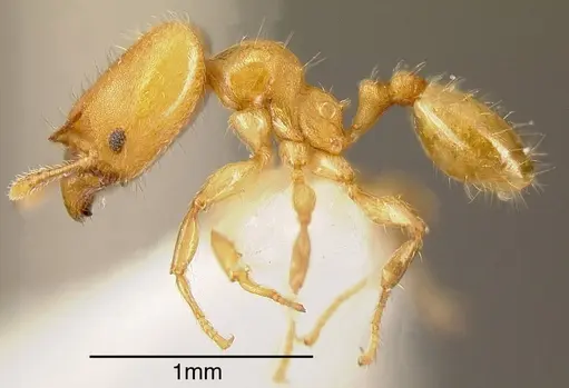 Pheidole christopherseni - INBIOCRI001237511