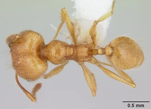 Pheidole chrysops specimen