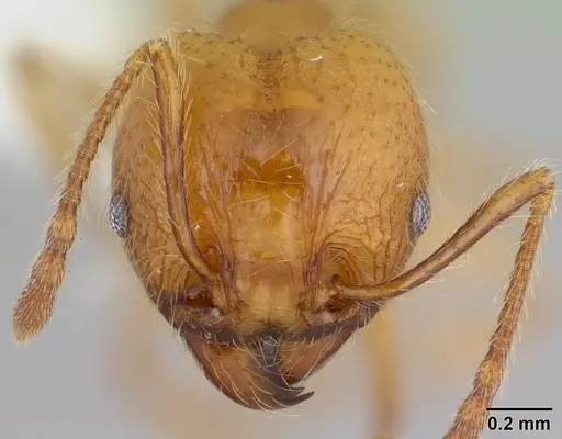 Pheidole chrysops specimen