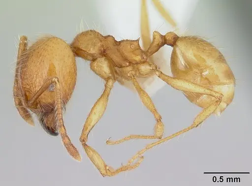 Pheidole chrysops specimen