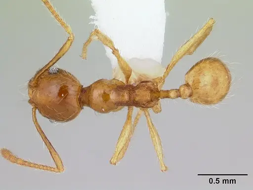 Pheidole chrysops - CASENT0178011