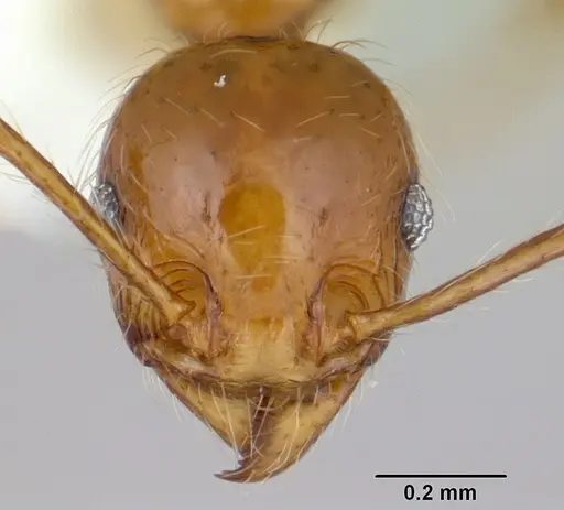Pheidole chrysops - CASENT0178011