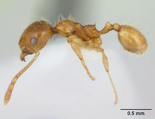 Pheidole chrysops - CASENT0178011