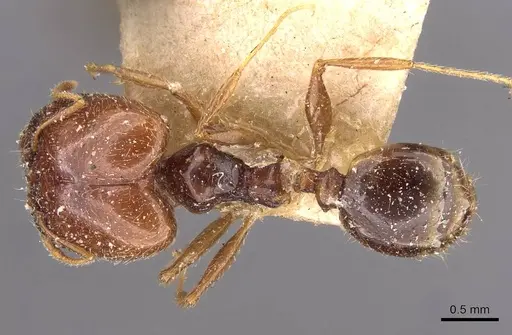 Pheidole cicatricosa specimen