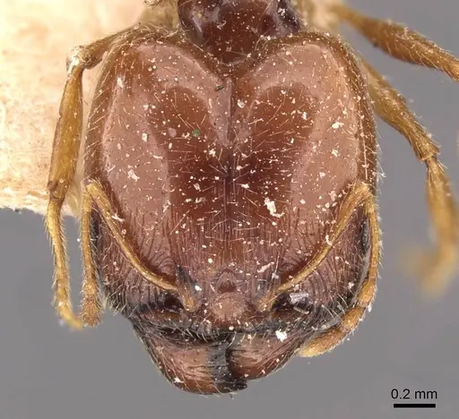 Pheidole cicatricosa specimen