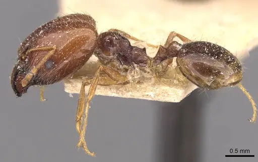 Pheidole cicatricosa specimen