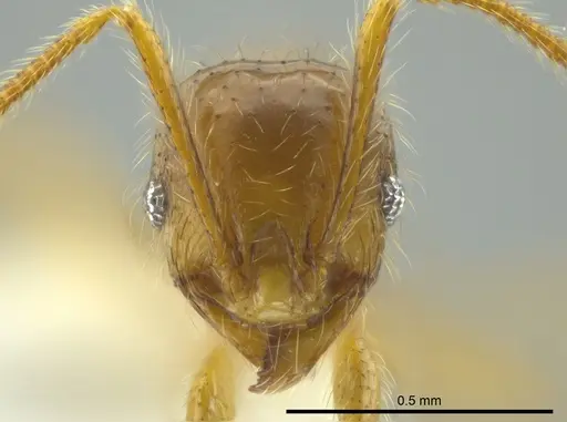 Pheidole citrina specimen