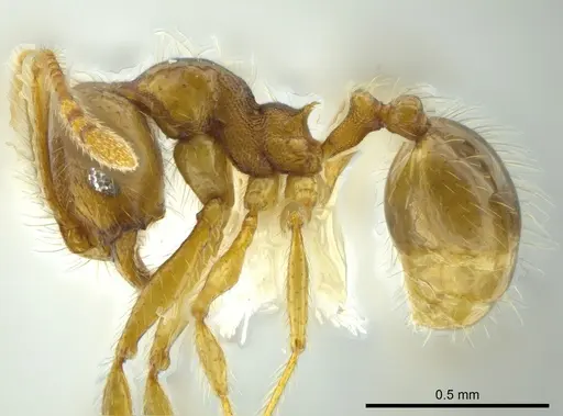 Pheidole citrina specimen