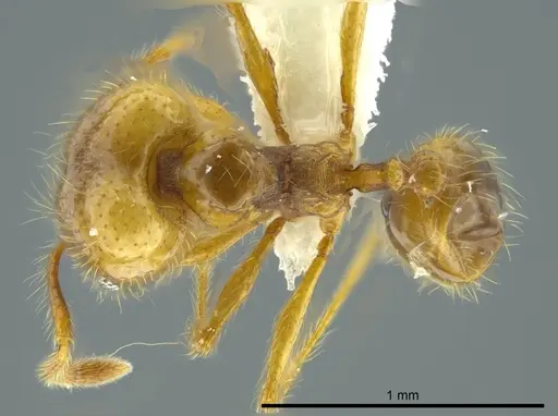 Pheidole citrina - CASENT0624045