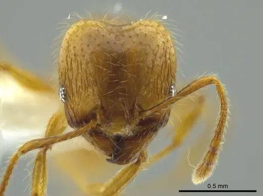 Pheidole citrina - CASENT0624045