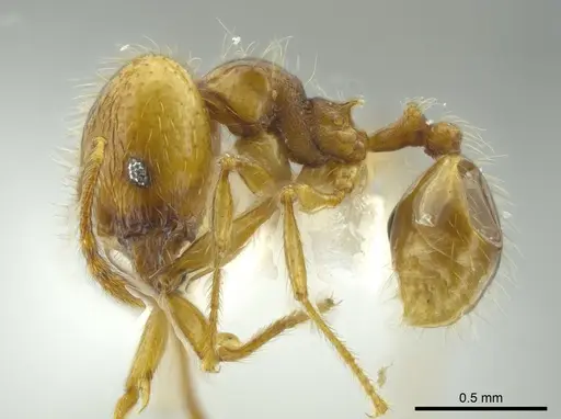 Pheidole citrina - CASENT0624045