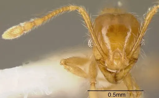 Pheidole citrina - CASENT0635455
