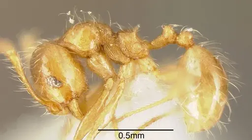 Pheidole citrina - CASENT0635455