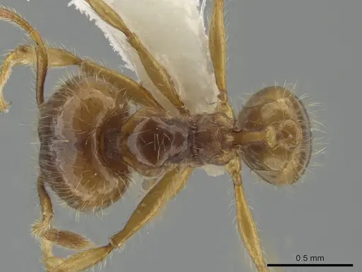 Pheidole citrina - CASENT0635903