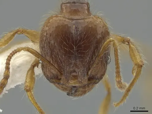 Pheidole citrina - CASENT0635903