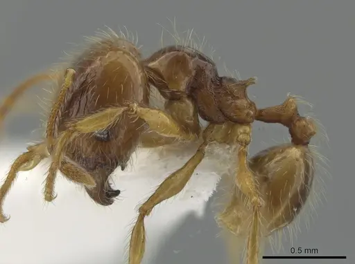 Pheidole citrina - CASENT0635903