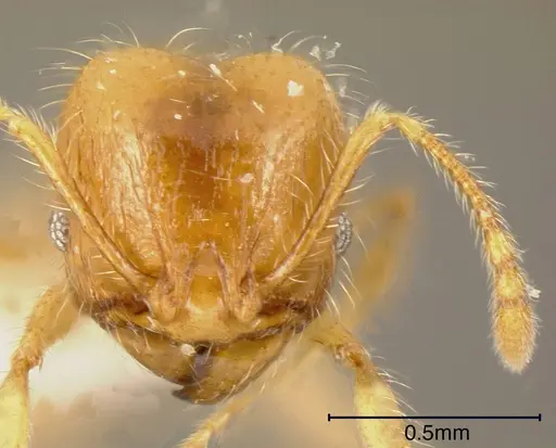 Pheidole citrina - INBIOCRI002281499