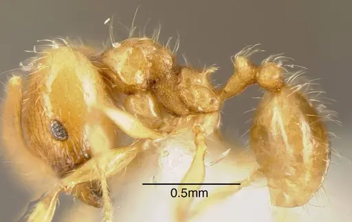 Pheidole citrina - INBIOCRI002281499
