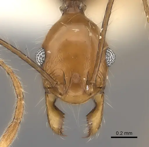Pheidole clara specimen