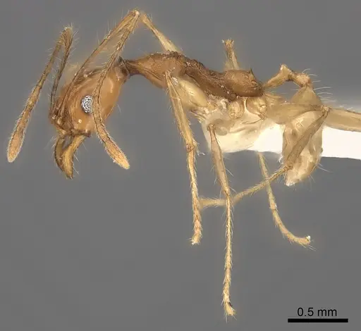Pheidole clara specimen