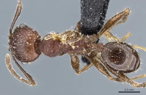 Pheidole clavata specimen