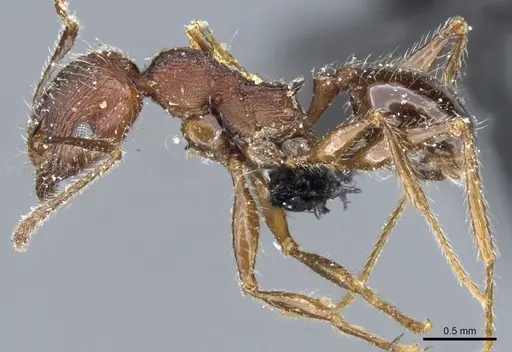 Pheidole clavata specimen