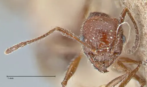 Pheidole clavata - FOCOL2918-1