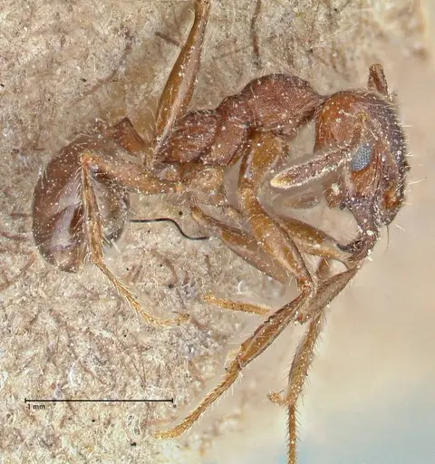 Pheidole clavata - FOCOL2918-1