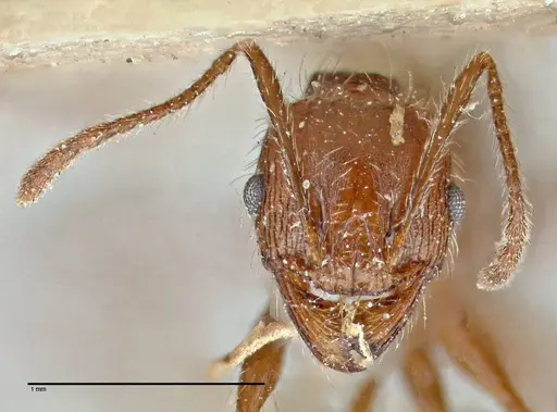 Pheidole clavata - FOCOL2918-2