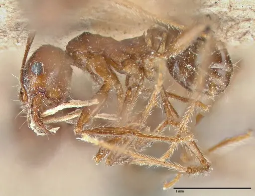 Pheidole clavata - FOCOL2918-2