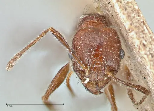 Pheidole clavata - FOCOL2918-3