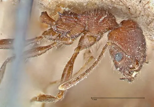Pheidole clavata - FOCOL2918-3