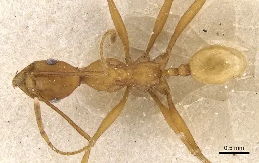 Pheidole claviscapa specimen