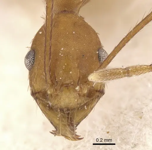 Pheidole claviscapa specimen