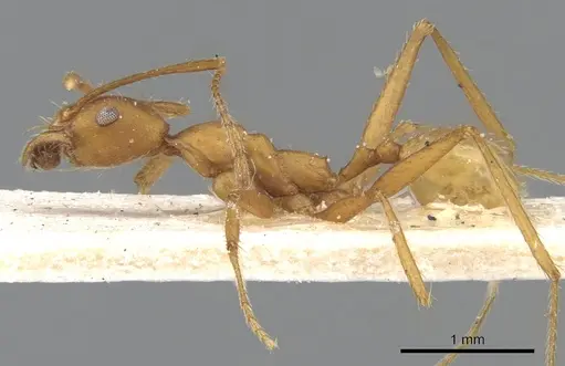 Pheidole claviscapa specimen