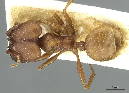 Pheidole claviscapa - CASENT0913290
