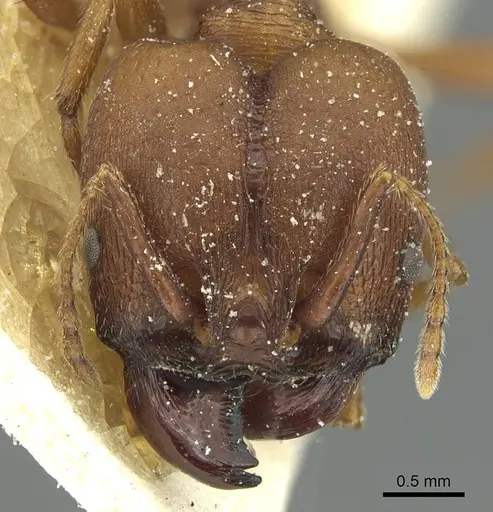 Pheidole claviscapa - CASENT0913290